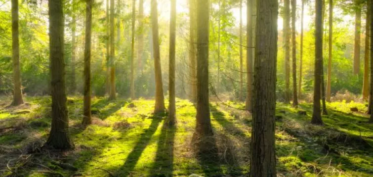 Zintuigenwandeling 'Gebruik ze alle vijf'